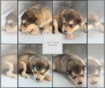 Small #1 Breeder Profile image