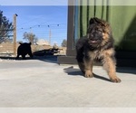Small #187 Breeder Profile image