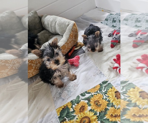 Medium Photo #3  Breeder Profile in NEENAH, WI, USA