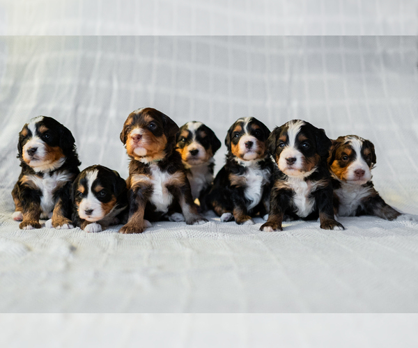 Medium Photo #1  Breeder Profile in TRUCKEE, CA, USA