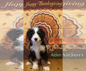 Bernedoodle (Miniature) Dog Breeder near KINGSPORT, TN, USA