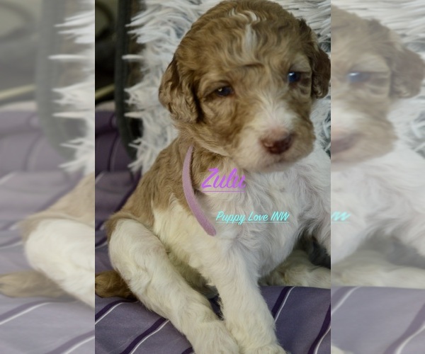 Medium Photo #14  Breeder Profile in POST FALLS, ID, USA