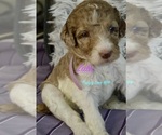 Small #13 Breeder Profile image