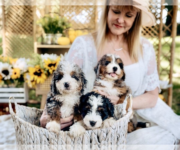 Medium Photo #79  Breeder Profile in BAKERSFIELD, CA, USA