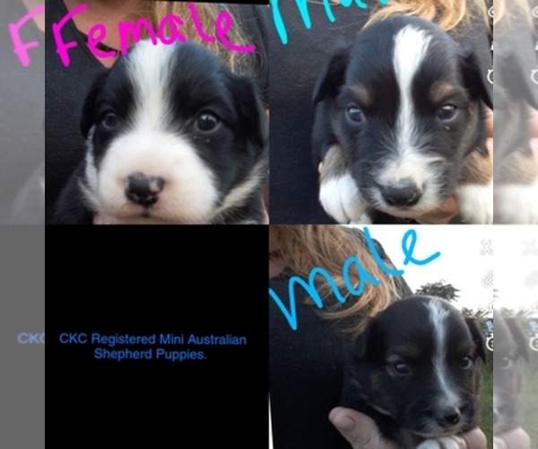Medium Photo #1  Breeder Profile in MONTGOMERY, MI, USA