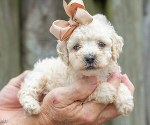 Maltipoo Dog Breeder near CRANE HILL, AL, USA
