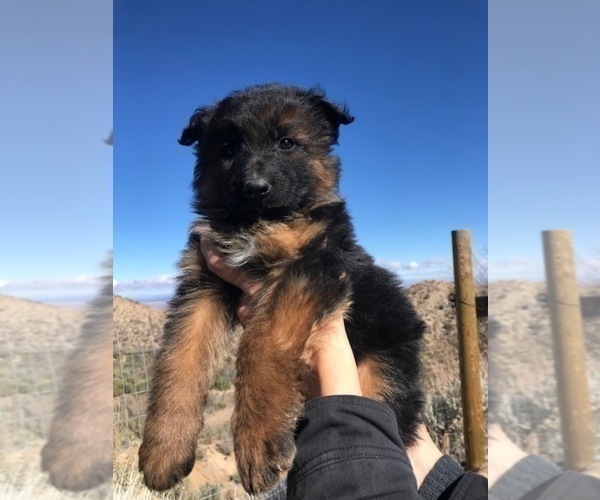 Medium Photo #111  Breeder Profile in PINON HILLS, CA, USA