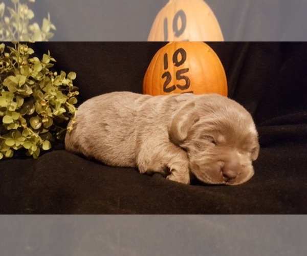 Medium Photo #1  Breeder Profile in CATAWISSA, MO, USA