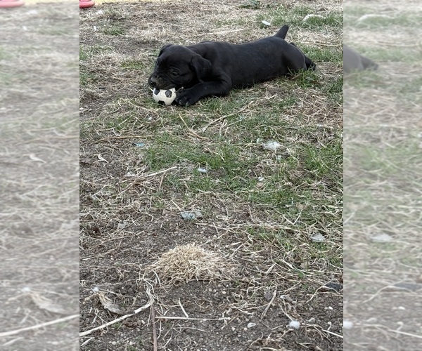 Medium Photo #12  Breeder Profile in STUART, IA, USA