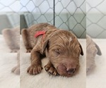 Small #10 Breeder Profile image