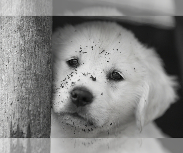 Medium Photo #17  Breeder Profile in ROWLEY, MA, USA