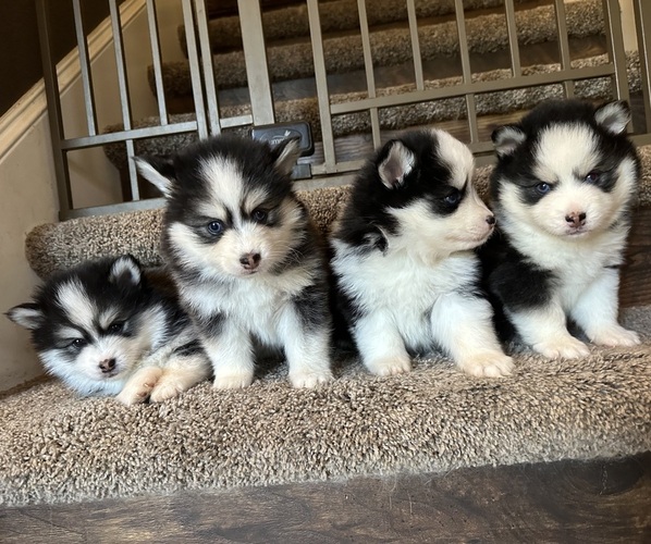 Medium Photo #1  Breeder Profile in MCMINNVILLE, OR, USA
