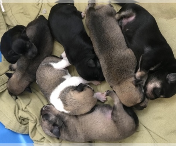 Medium Photo #1  Breeder Profile in SOUTH BEND, IN, USA