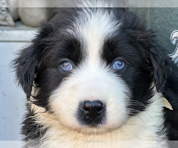 Medium Photo #8  Breeder Profile in BETHANY, CT, USA