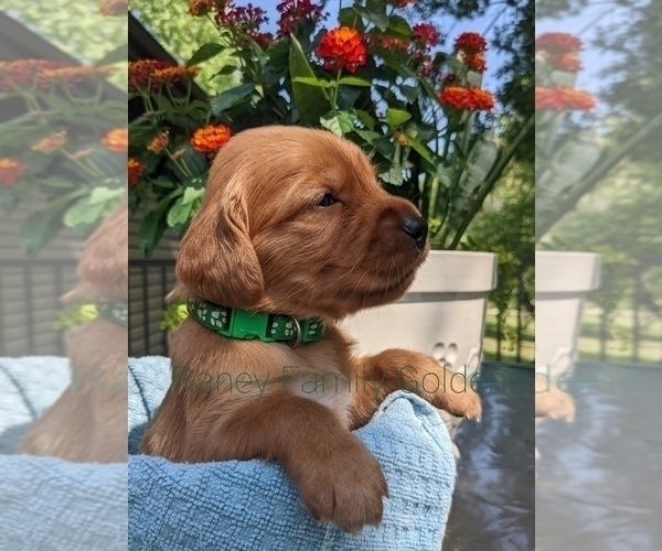 Medium Photo #5  Breeder Profile in LABADIE, MO, USA