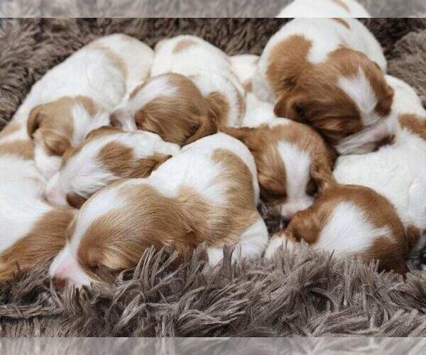 Medium Photo #161  Breeder Profile in HORTENSE, GA, USA