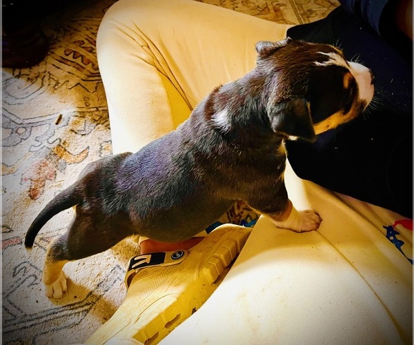 Medium Photo #39  Breeder Profile in FORT MITCHELL, AL, USA