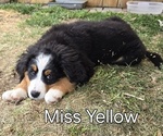 Small #17 Breeder Profile image