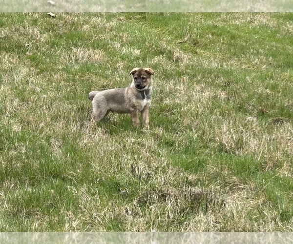 Medium Photo #11  Breeder Profile in DEMING, WA, USA