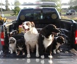 Small #29 Breeder Profile image