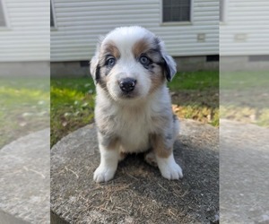 Medium Breeder Profile Photo