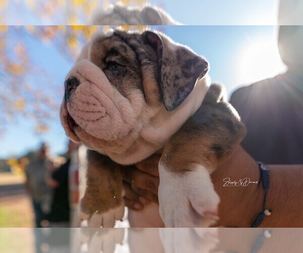 Medium Photo #1  Breeder Profile in VICTORIA, TX, USA