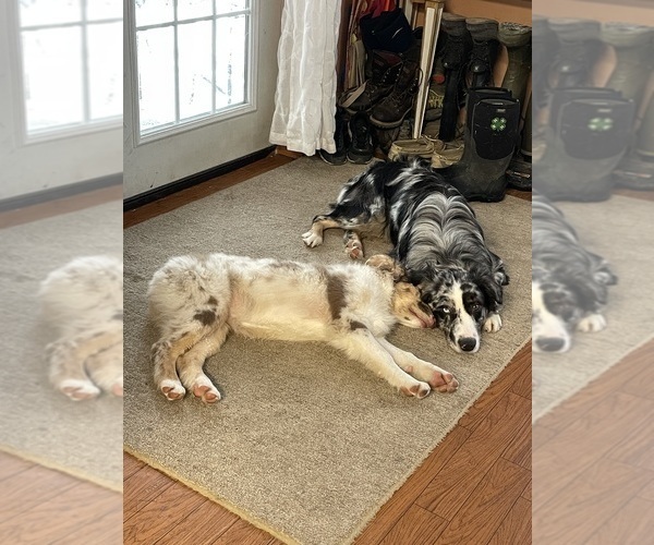 Medium Photo #11  Breeder Profile in BELMONT, VT, USA