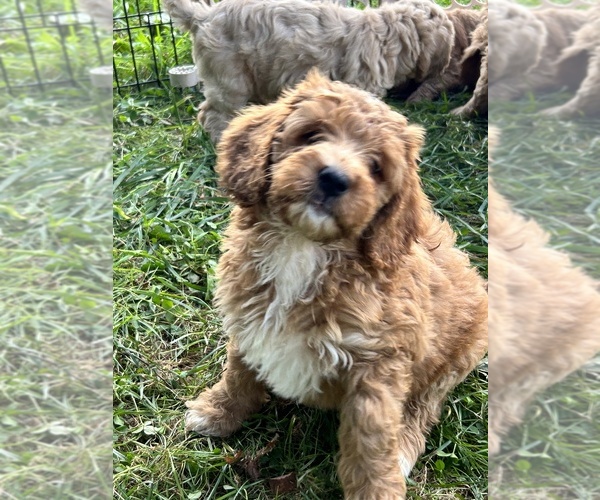Medium Photo #4  Breeder Profile in NEWMARKET, NH, USA