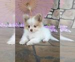 Small Photo #8  Breeder Profile in ORRVILLE, OH, USA