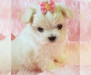 Main photo of Maltese Dog Breeder near GROVE CITY, PA, USA