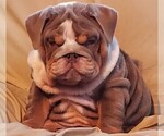 Small breeder photo