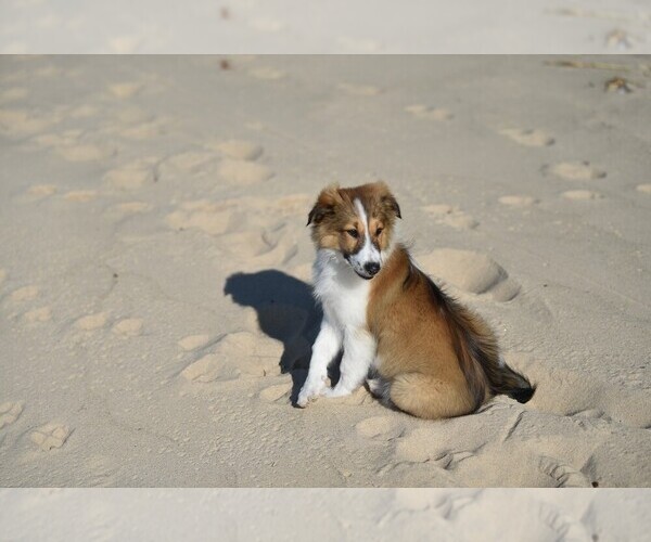 Medium Photo #26  Breeder Profile in PARIS, MI, USA