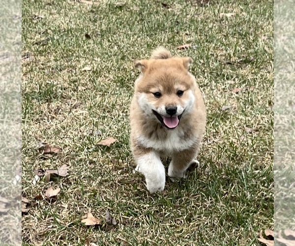 Medium Photo #5  Breeder Profile in MOUNT PLEASANT, IA, USA
