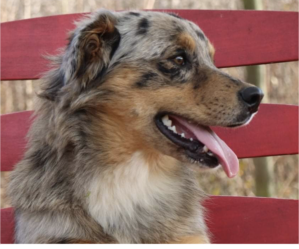 Medium Photo #3  Breeder Profile in MUNFORDVILLE, KY, USA