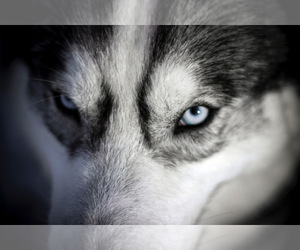 Alaskan Klee Kai-Pomsky Mix Dog Breeder in STAPLES,  USA