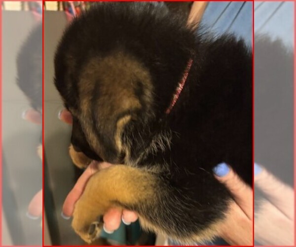 Medium Photo #13  Breeder Profile in NEWNAN, GA, USA