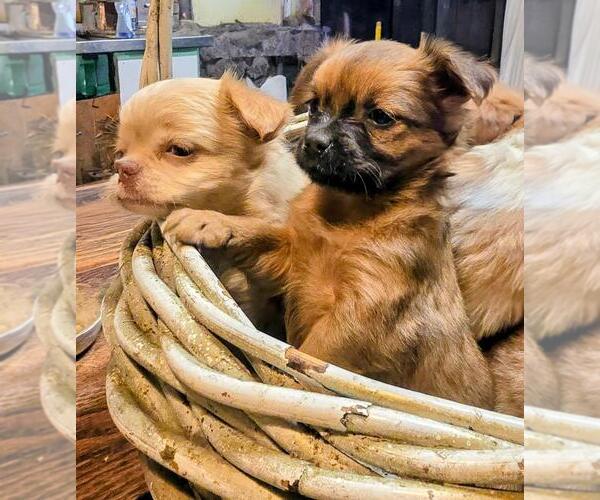 Medium Photo #4  Breeder Profile in WINLOCK, WA, USA