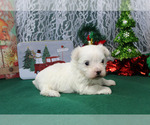 Small #63 Breeder Profile image