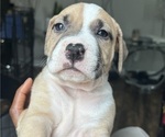 Small #1 Breeder Profile image