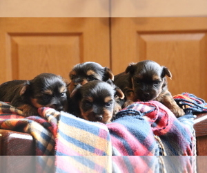 Yorkshire Terrier Dog Breeder near HUMBOLDT, IL, USA