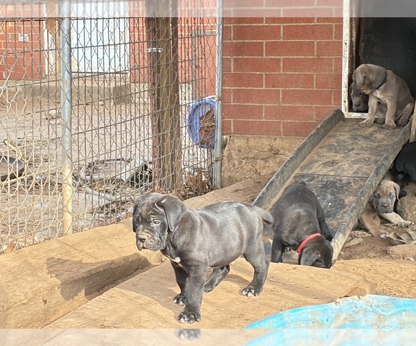 Medium Photo #22  Breeder Profile in NORMAN, OK, USA