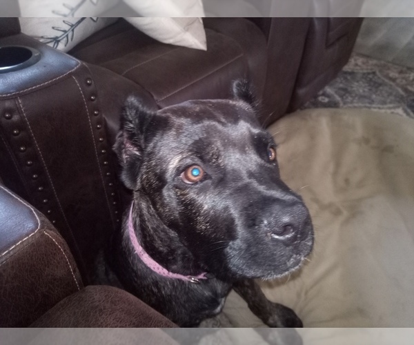 Medium Photo #12  Breeder Profile in REEVESVILLE, SC, USA