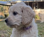 Small Photo #13  Breeder Profile in SAINT AUGUSTINE, FL, USA