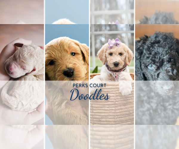 Medium Photo #1  Breeder Profile in DAYTON, OH, USA