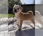 Small #4 Breeder Profile image