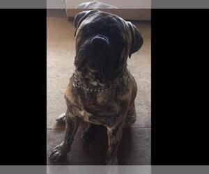 Bullmastiff Dog Breeder near WAPPINGERS FALLS, NY, USA