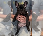 Small #13 Breeder Profile image