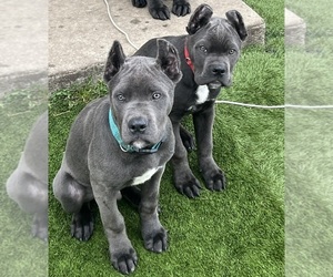 Medium Breeder Profile Photo