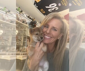 Shiba Inu Dog Breeder near SNOHOMISH, WA, USA