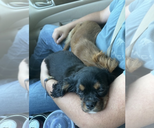 Medium Photo #36  Breeder Profile in WAXAHACHIE, TX, USA